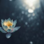 Lotus flower on water