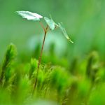 Seedling growing in moss