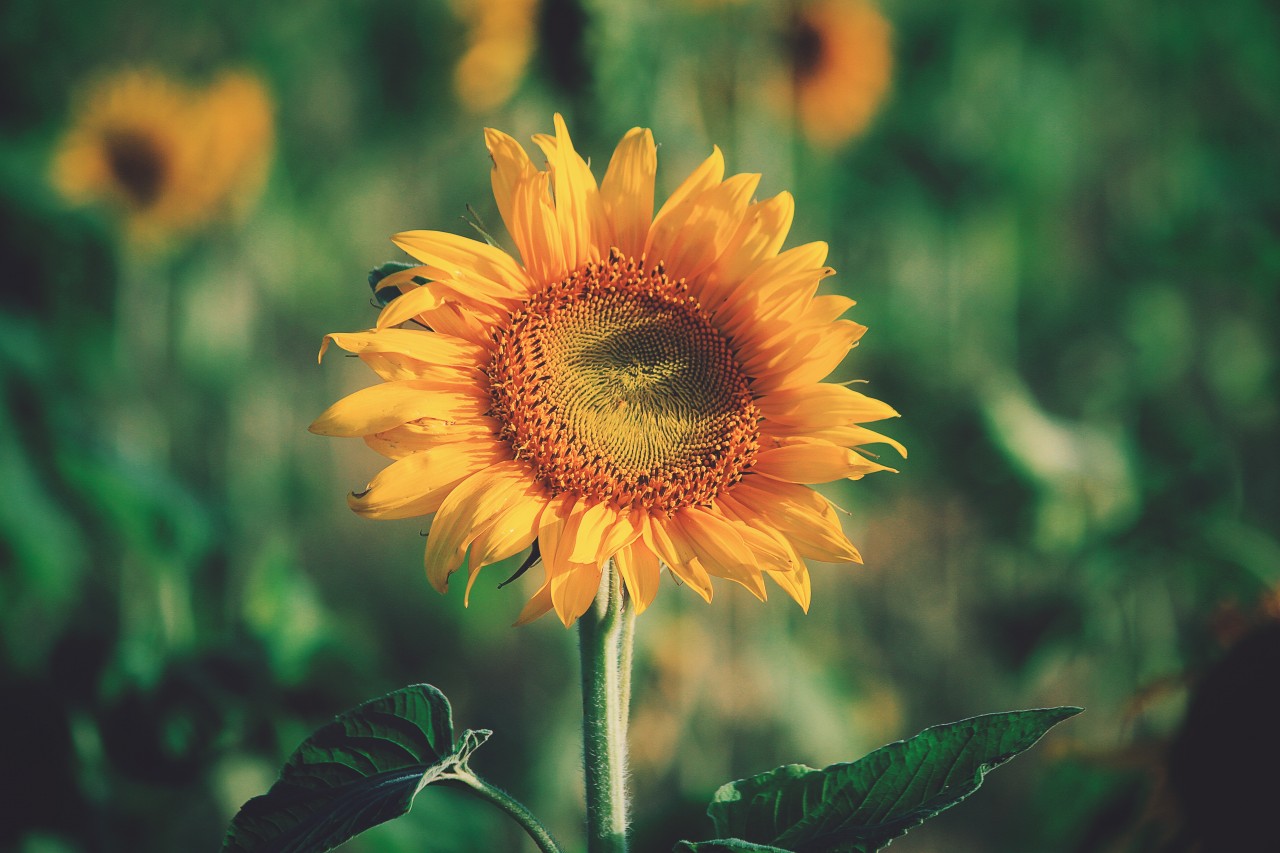 Sunflower against green field