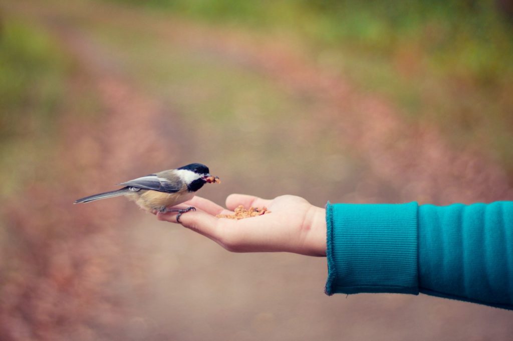 Small bird being fed from the palm