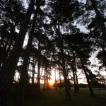 Early morning sun through trees