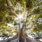 Gnarled rooted tree with sunlight behind