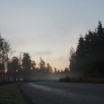 rNew Forest Road at dawn