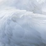 White feathers