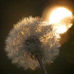 Dandelion with sun behind