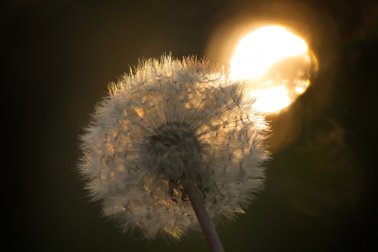 Dandelion with sun behind