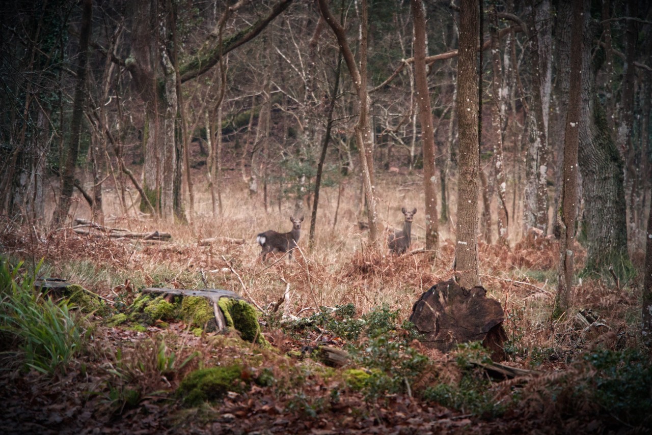 DeerAtRoydenWoods