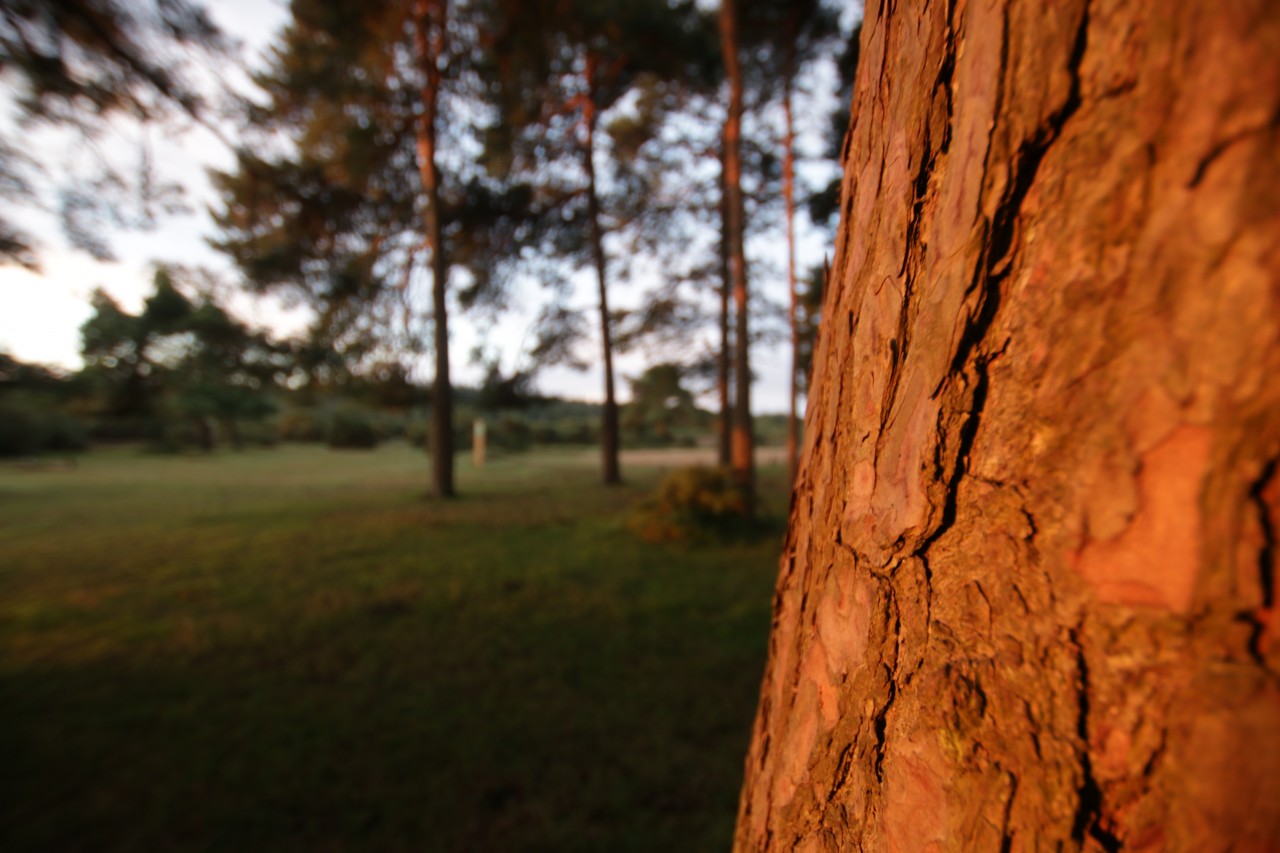 Tree in early light