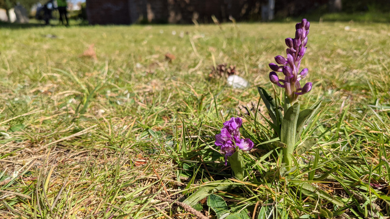 Green-winged orchid in the churchyard