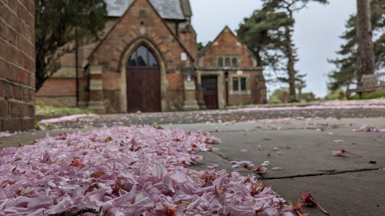 Cherry blossom on the path to the main entrance of St Marks