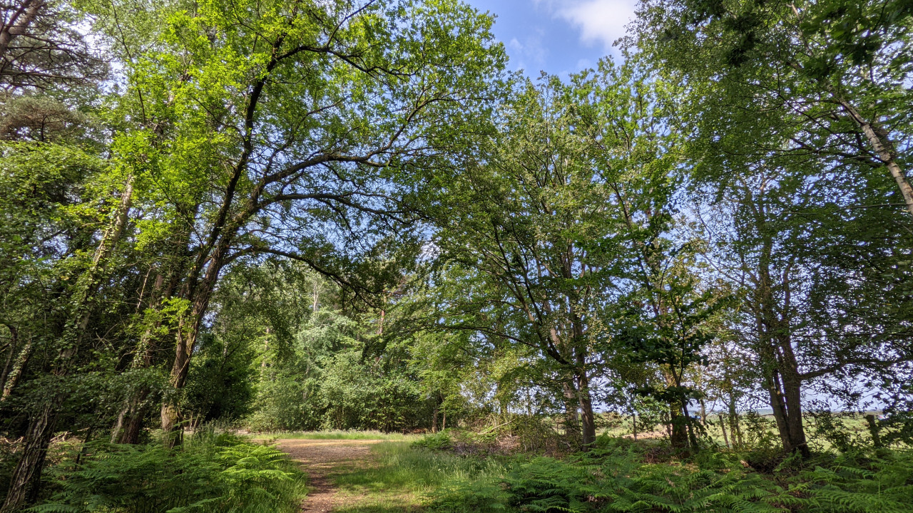 New forest under trees at Norley Wood
