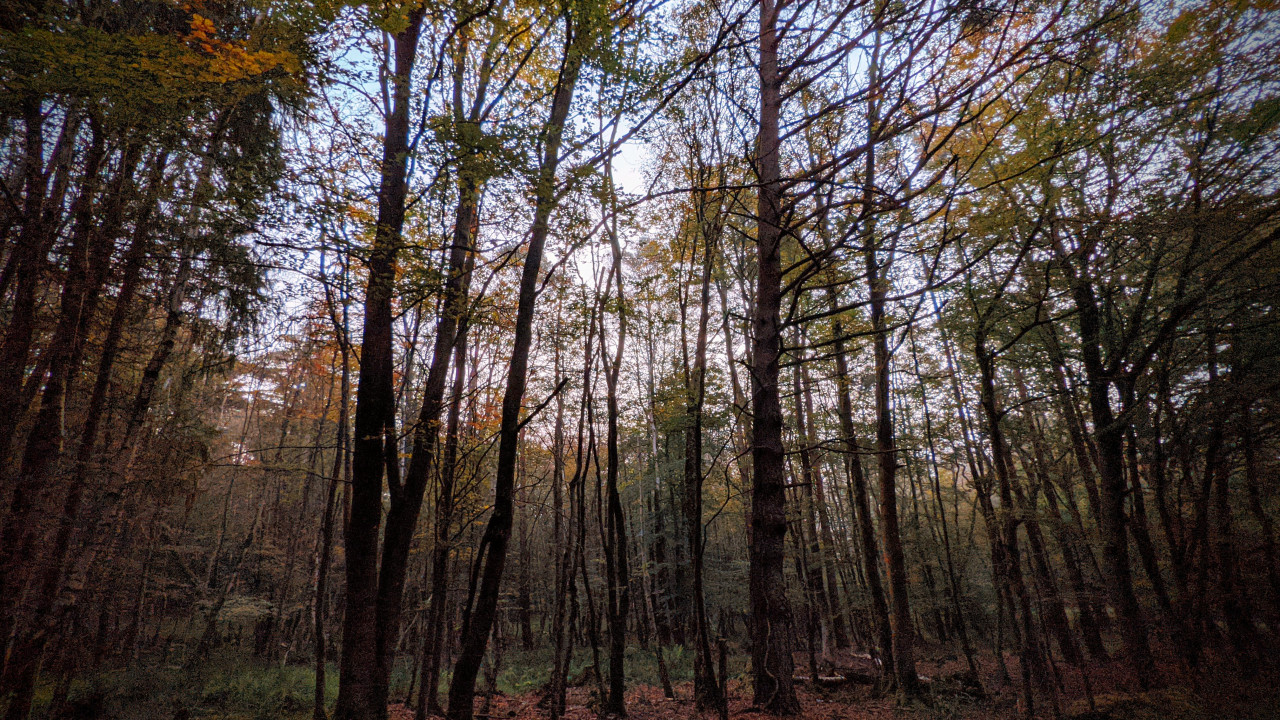 Autumn trees