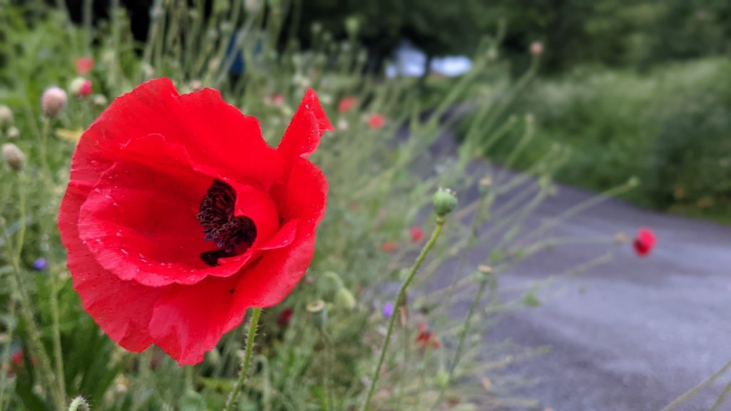Poppy by roadside