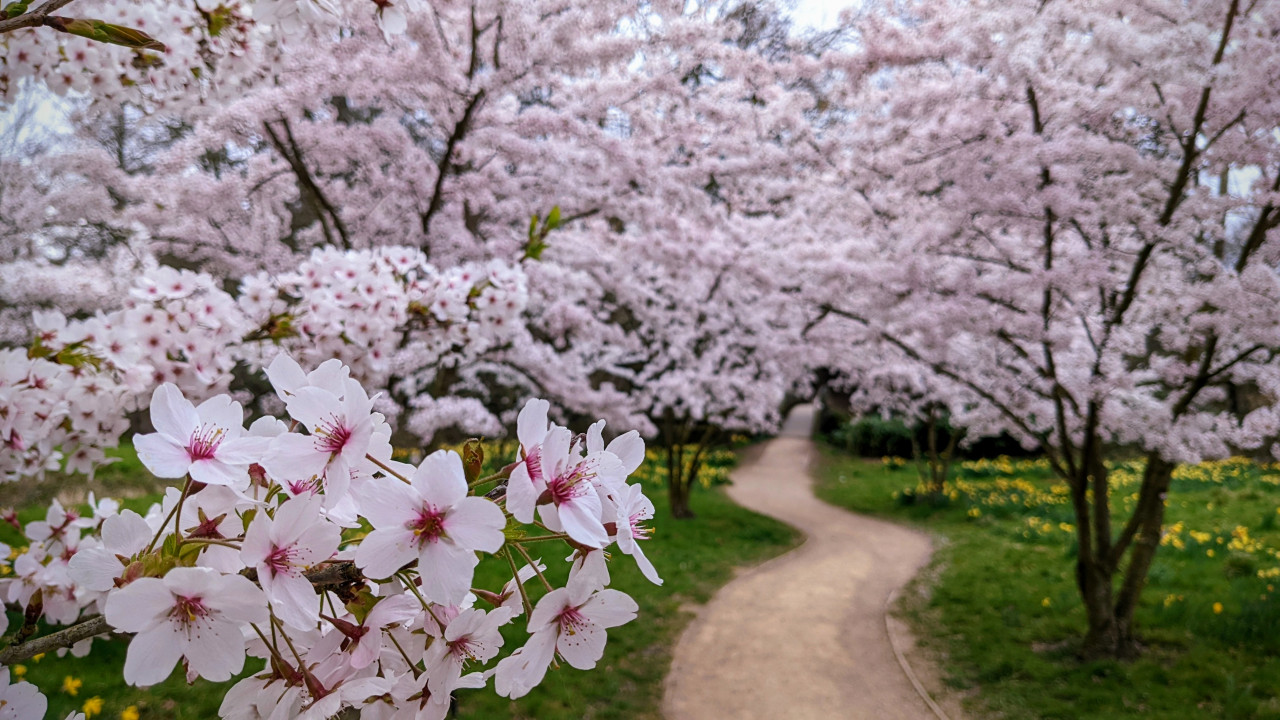 Cherry Blossom