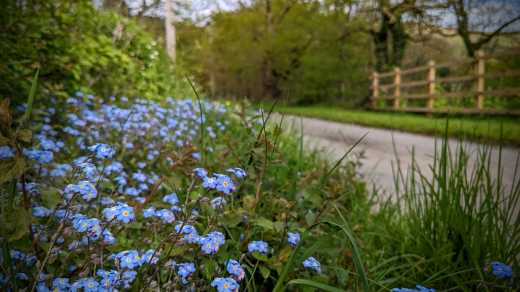 Roadside blue flowers