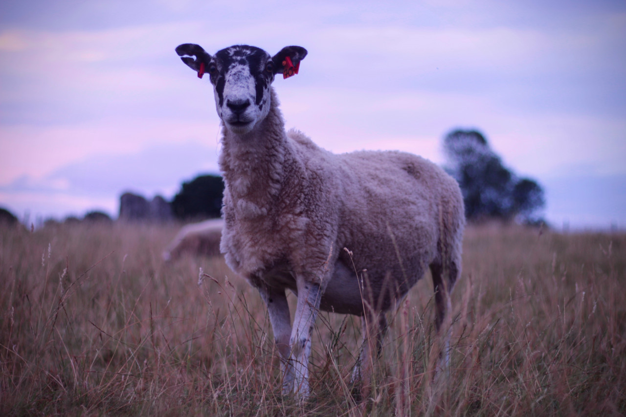 Sheep