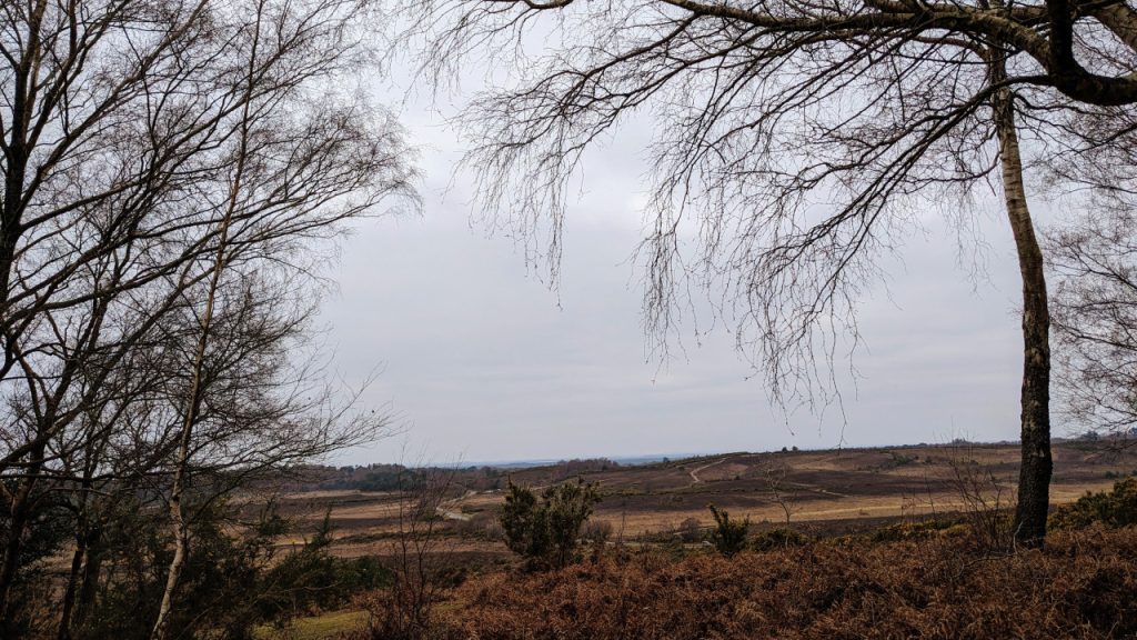 Burley to Ringwood New Forest